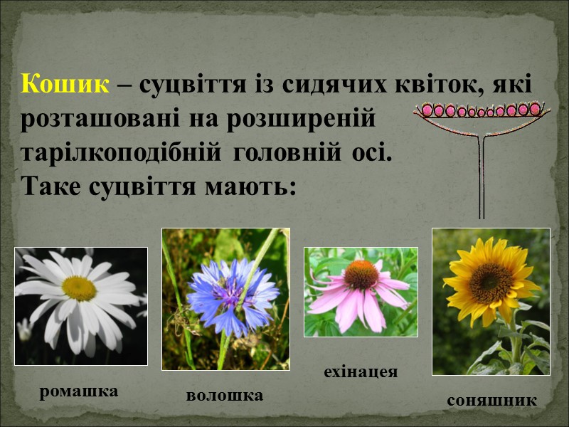 Кошик – суцвіття із сидячих квіток, які розташовані на розширеній тарілкоподібній головній осі. 